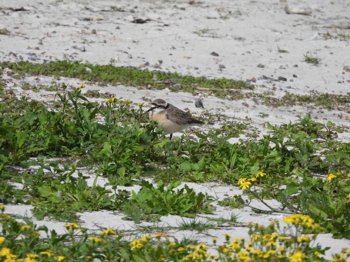 Kittlitz's Plover - ML643773904
