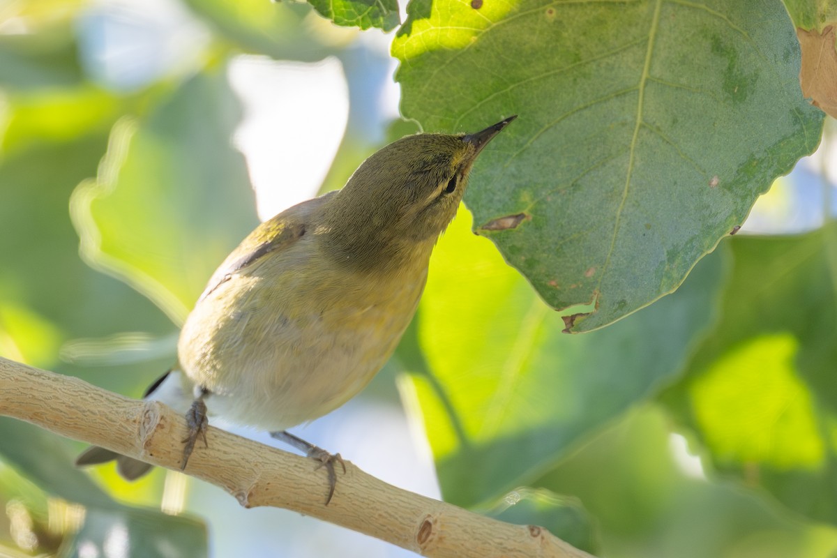 Tennessee Warbler - ML643773905