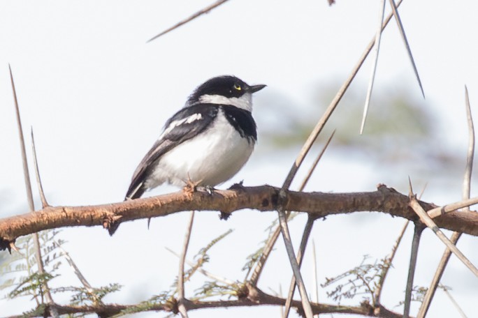Chinspot Batis - ML643773906