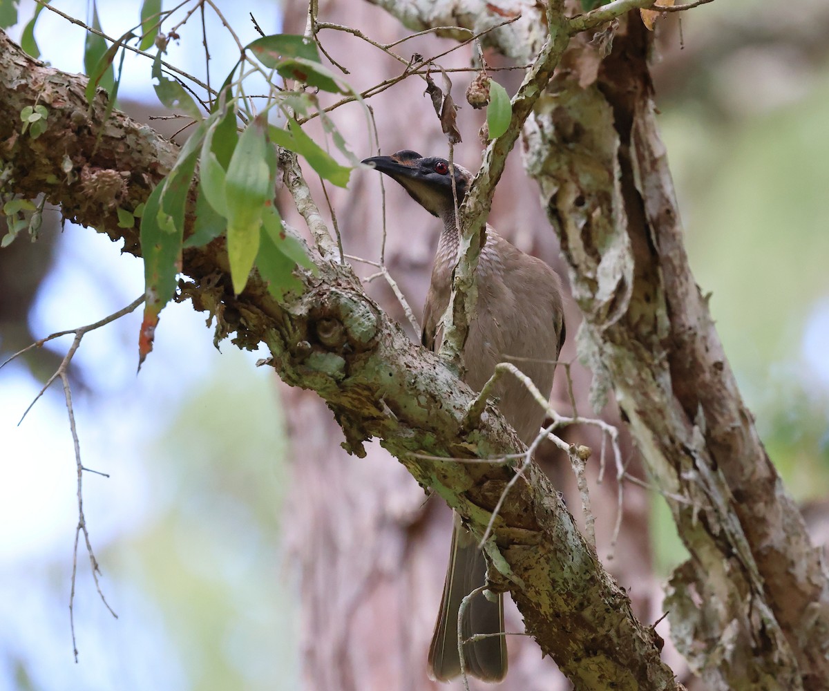 Helmeted Friarbird - ML643773907