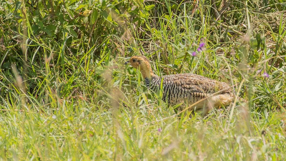 Coqui Francolin - ML643773914