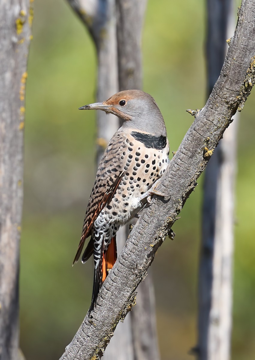 Northern Flicker (Red-shafted) - ML643773915