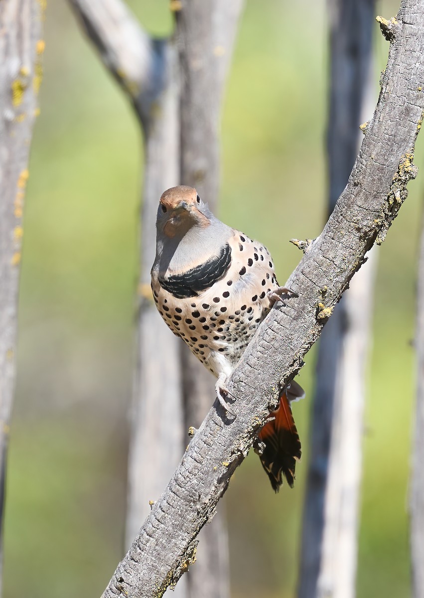 Northern Flicker (Red-shafted) - ML643773916
