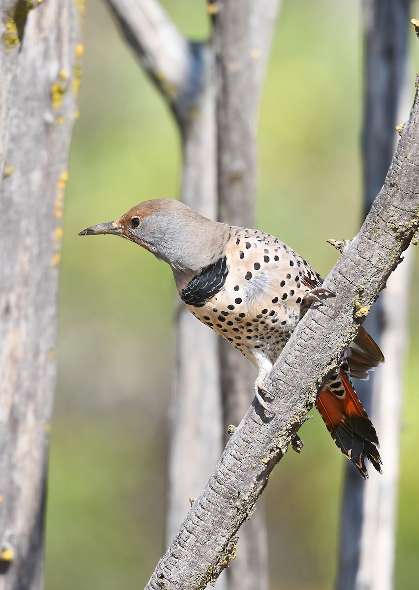Northern Flicker (Red-shafted) - ML643773917