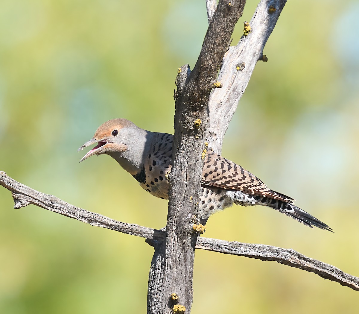 Northern Flicker (Red-shafted) - ML643773918