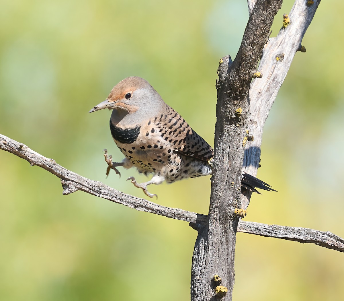 Northern Flicker (Red-shafted) - ML643773919
