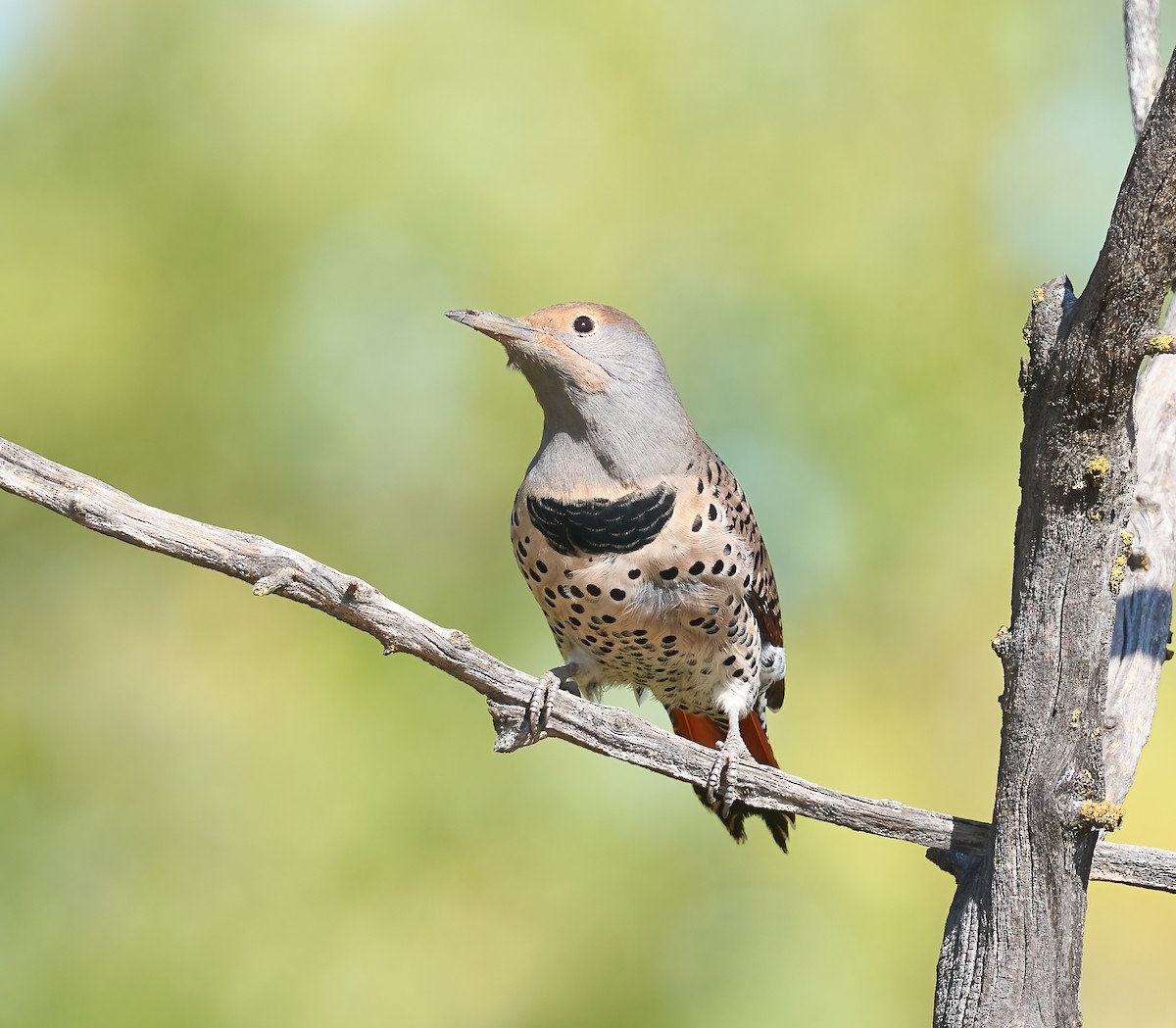 Northern Flicker (Red-shafted) - ML643773920