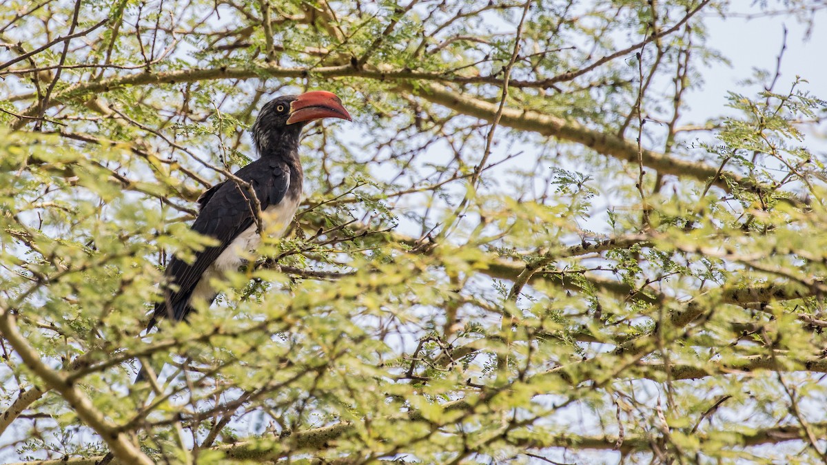 Crowned Hornbill - ML643773925