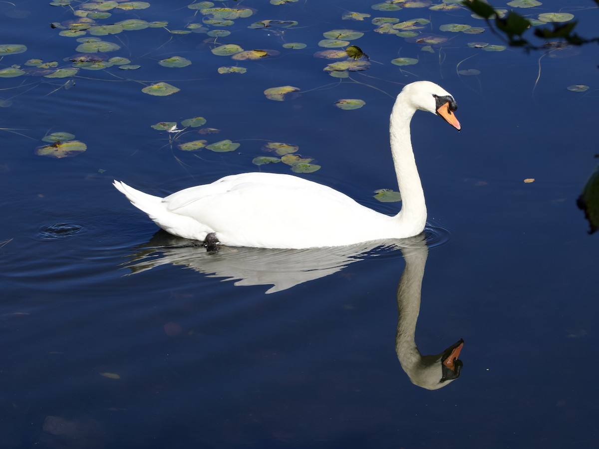 Mute Swan - ML643773928