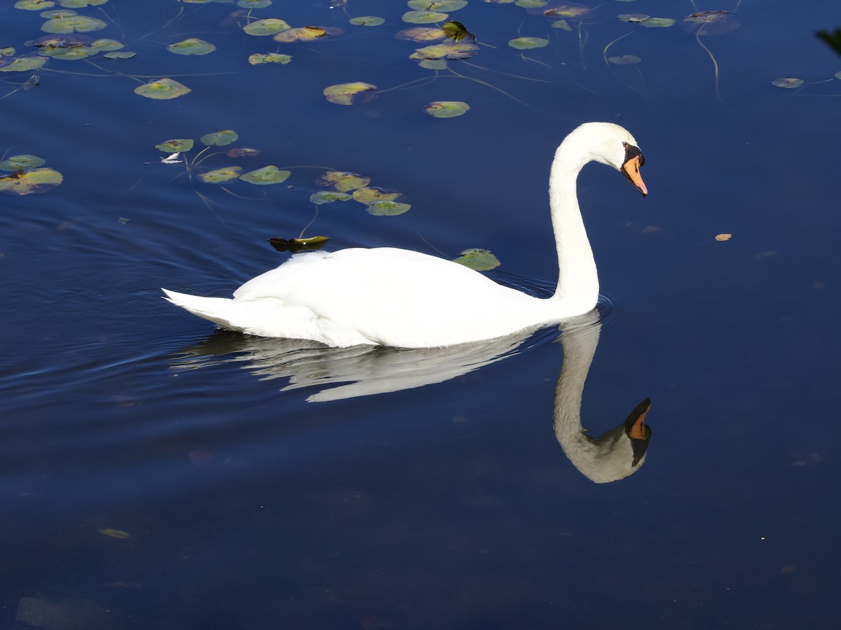 Mute Swan - ML643773929