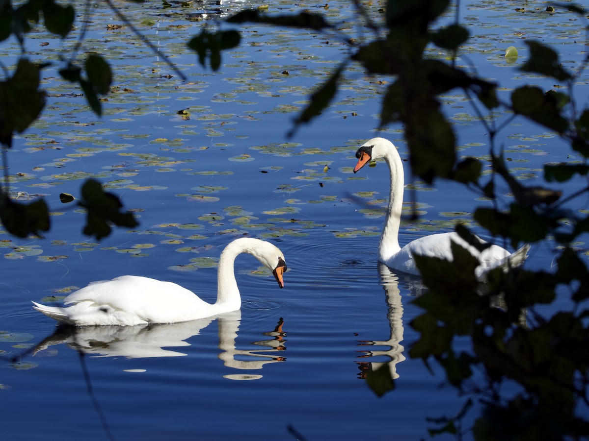 Mute Swan - ML643773930