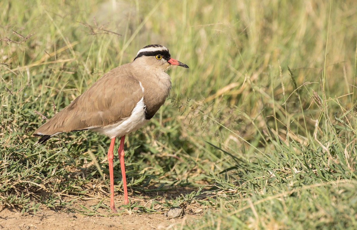 Crowned Lapwing - ML643773932