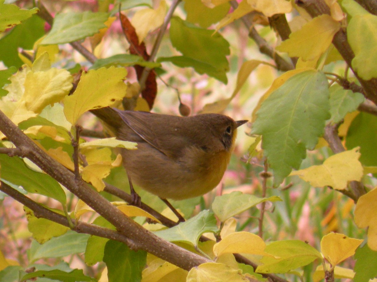 Common Yellowthroat - ML643773939