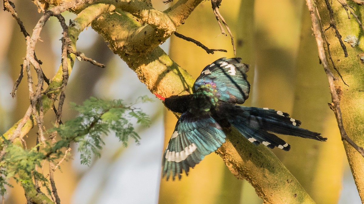 Green Woodhoopoe - ML643773942