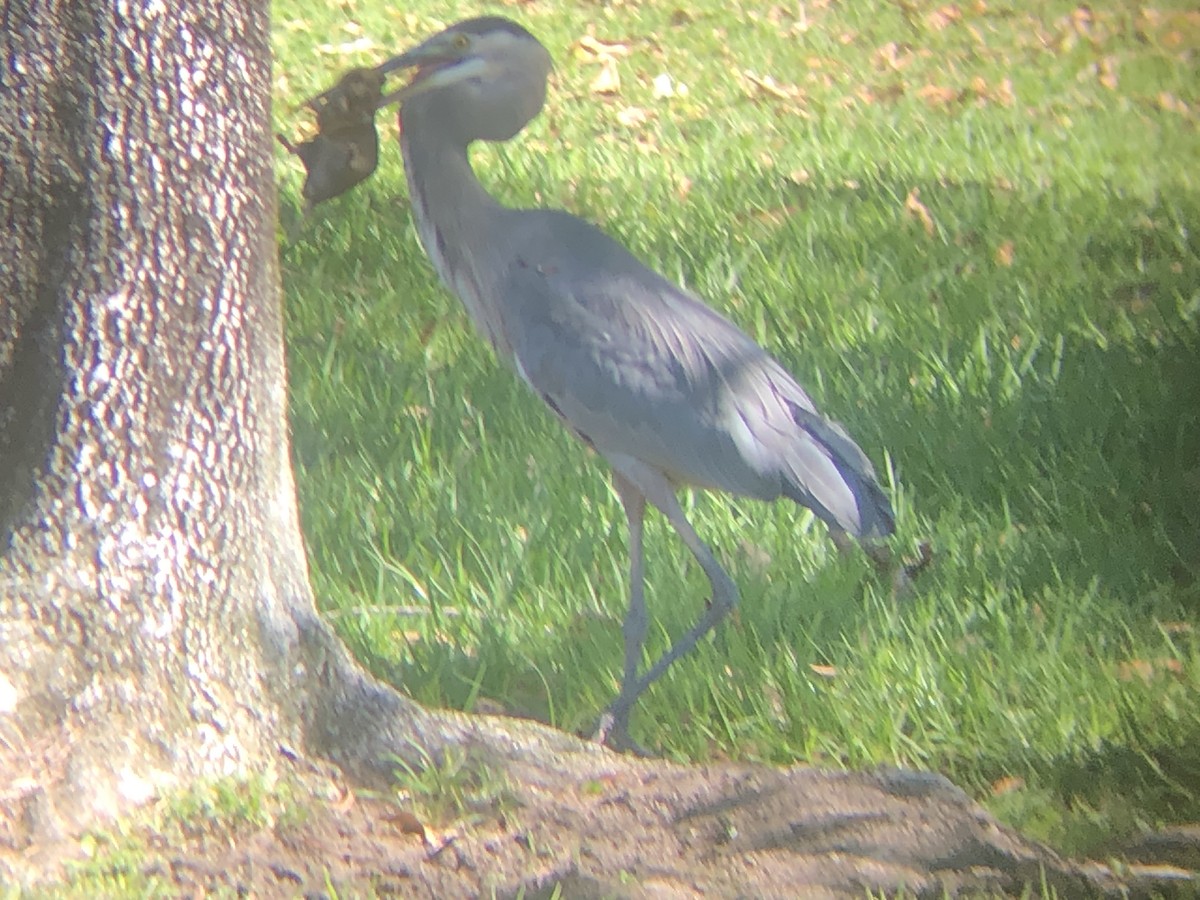 Great Blue Heron - ML643773946