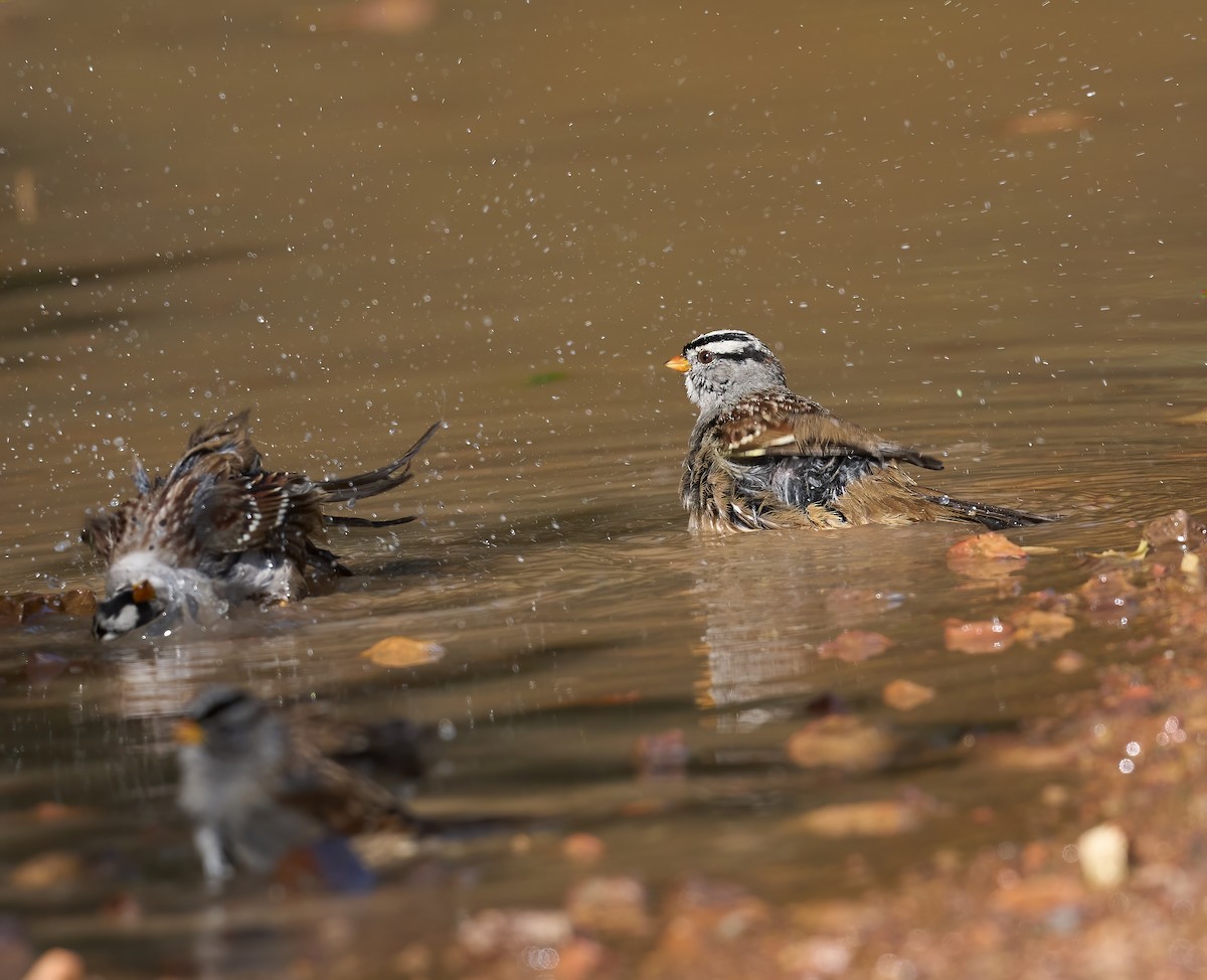 White-crowned Sparrow - ML643773947