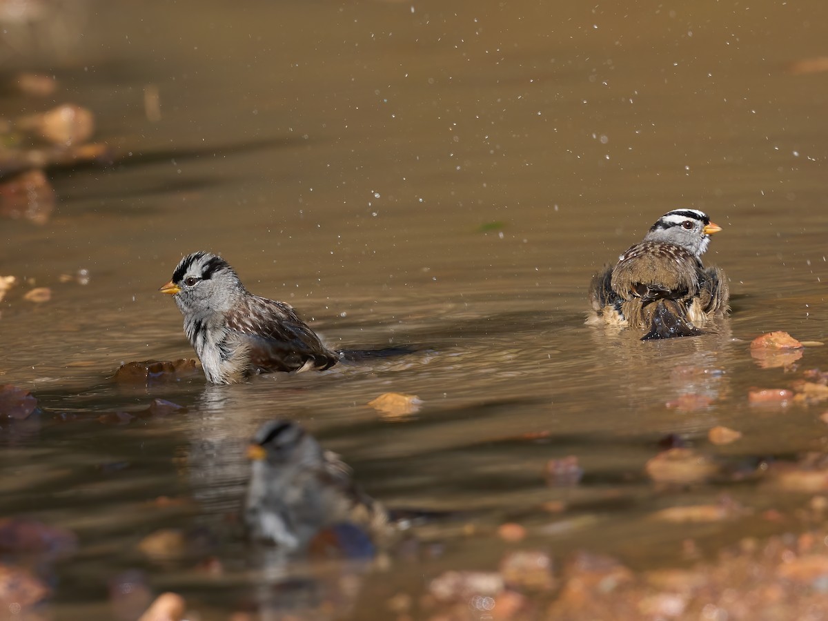 White-crowned Sparrow - ML643773948