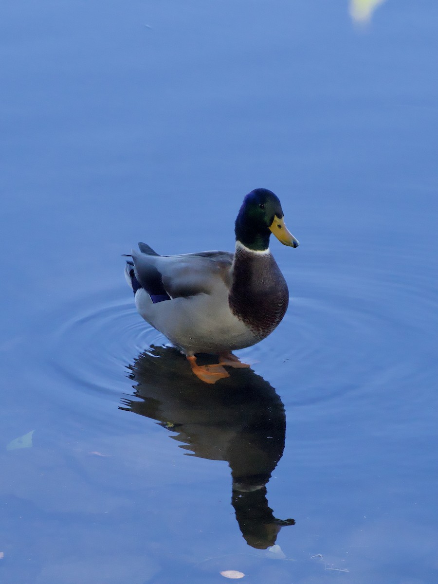 Mallard - ML643773952