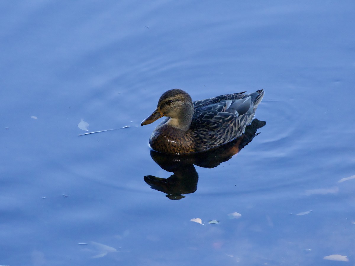Mallard - ML643773953