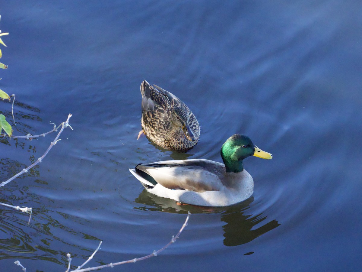 Mallard - ML643773954