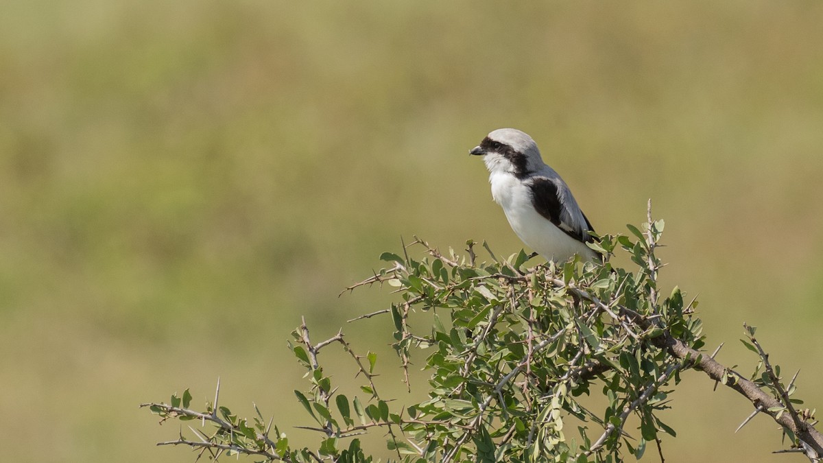 Gray-backed Fiscal - ML643773959
