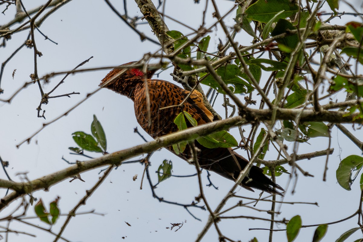 Waved Woodpecker - ML643773960