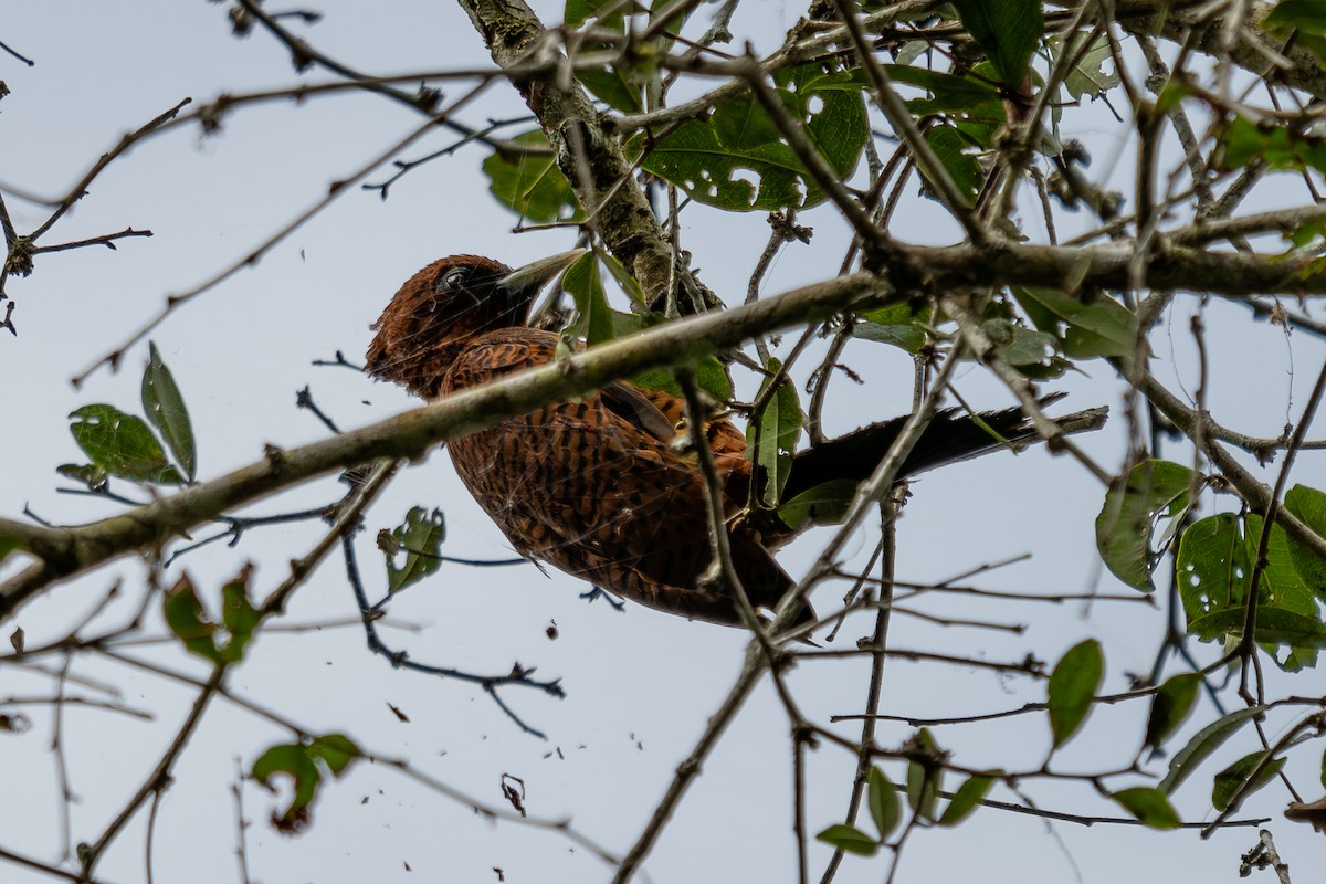 Waved Woodpecker - ML643773961