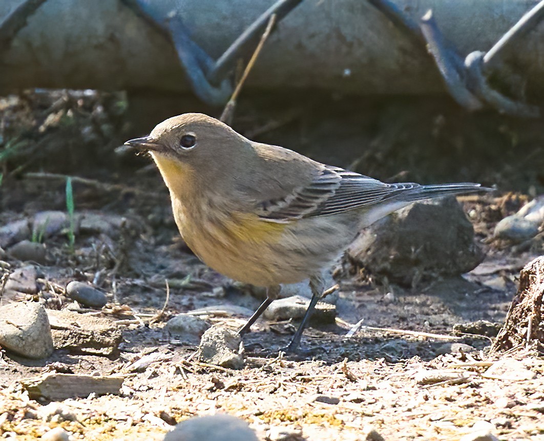 Yellow-rumped Warbler - ML643773973
