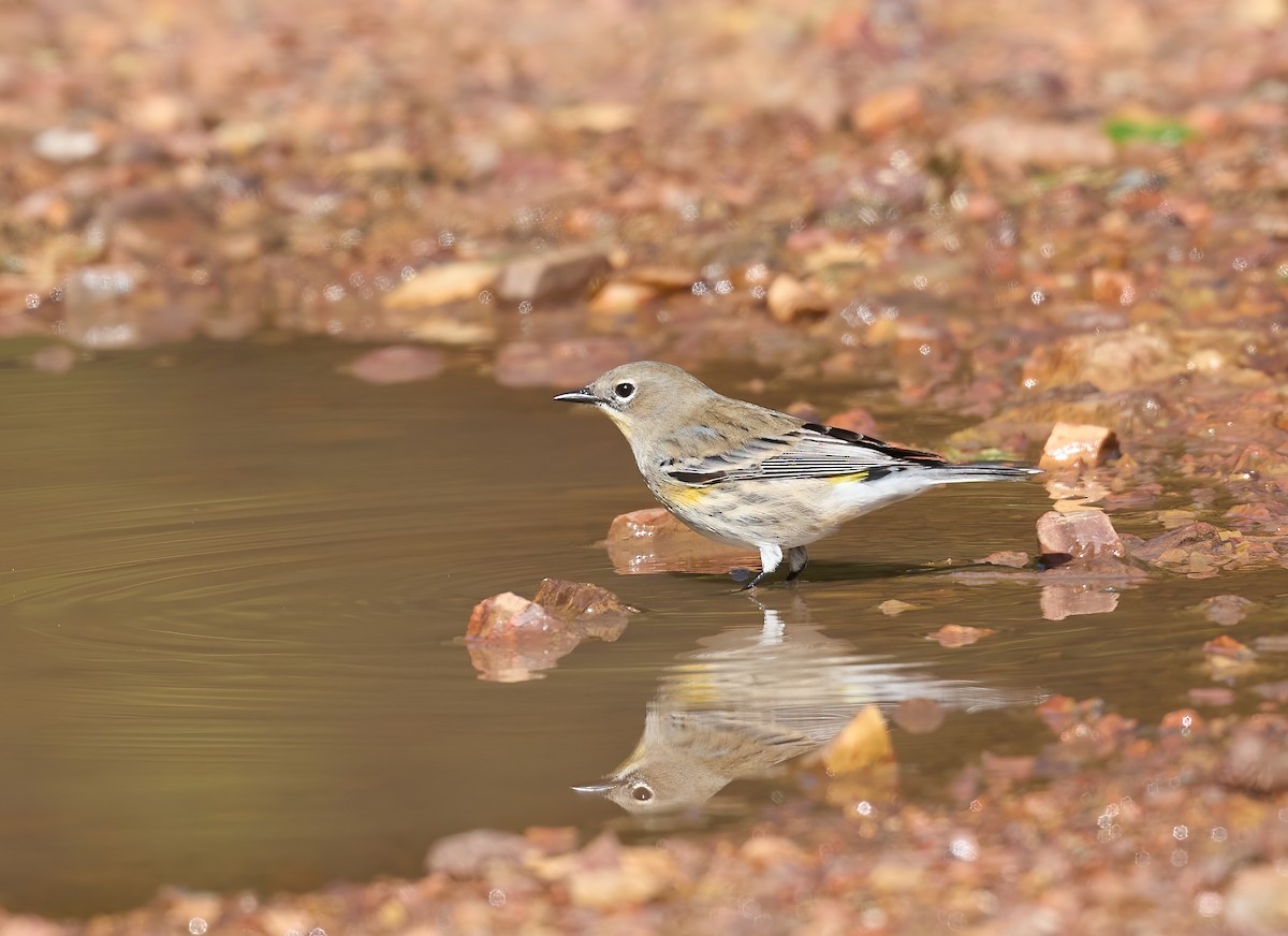 Yellow-rumped Warbler - ML643773974