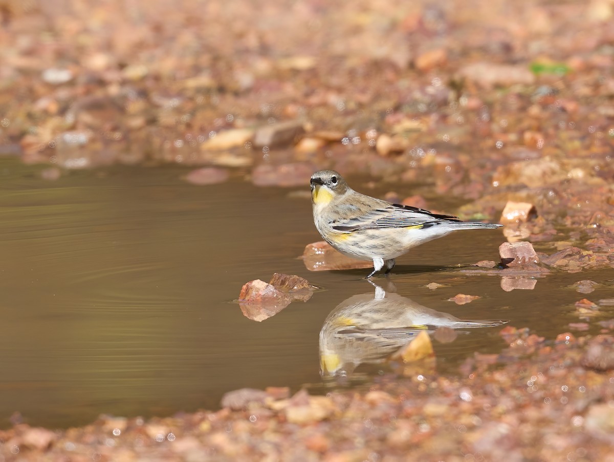 Yellow-rumped Warbler - ML643773975