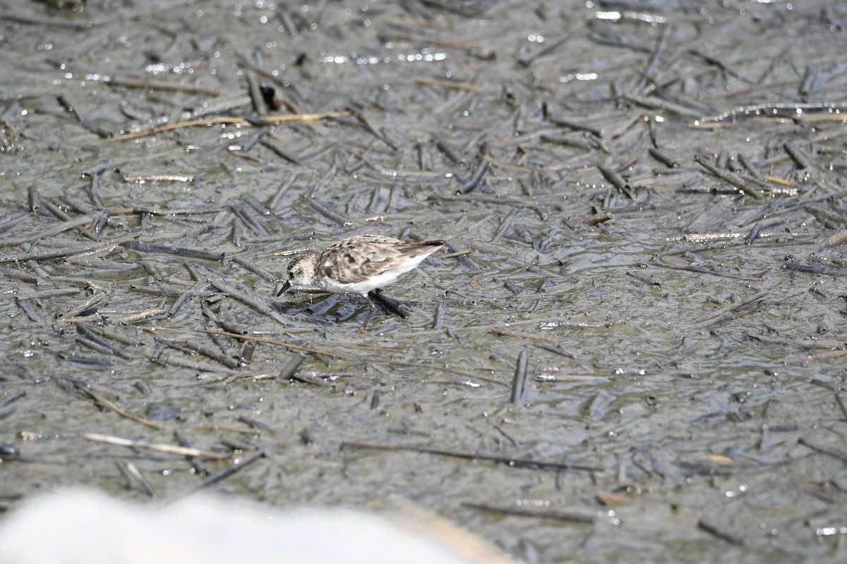 Semipalmated Sandpiper - ML643773976