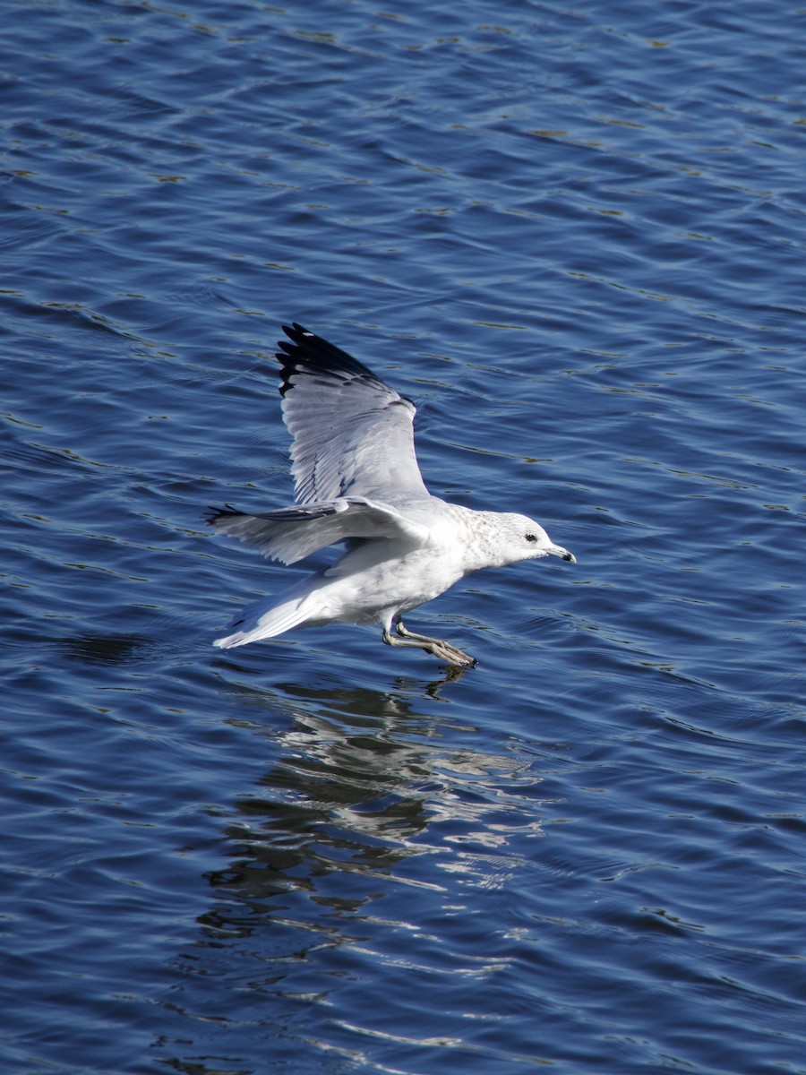 Ring-billed Gull - ML643773996