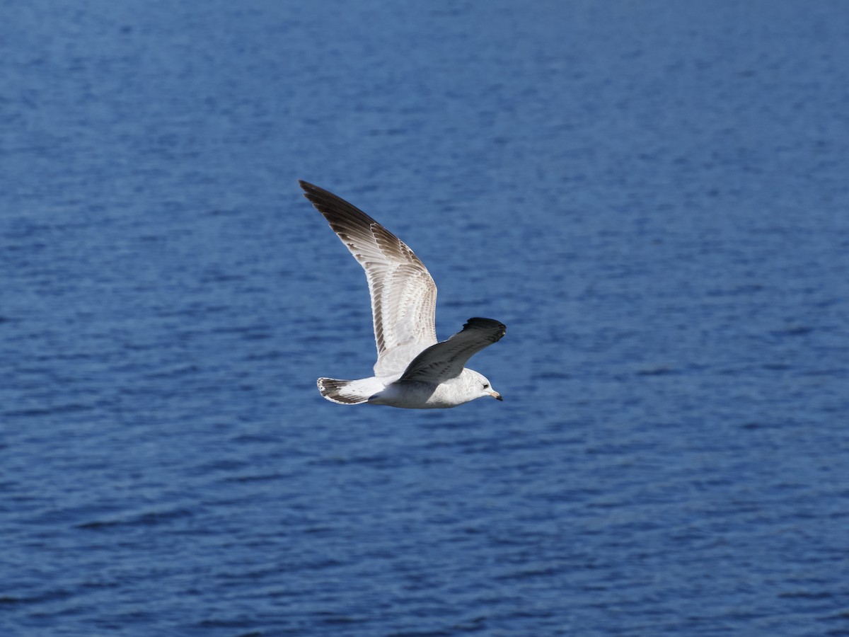 Ring-billed Gull - ML643773998