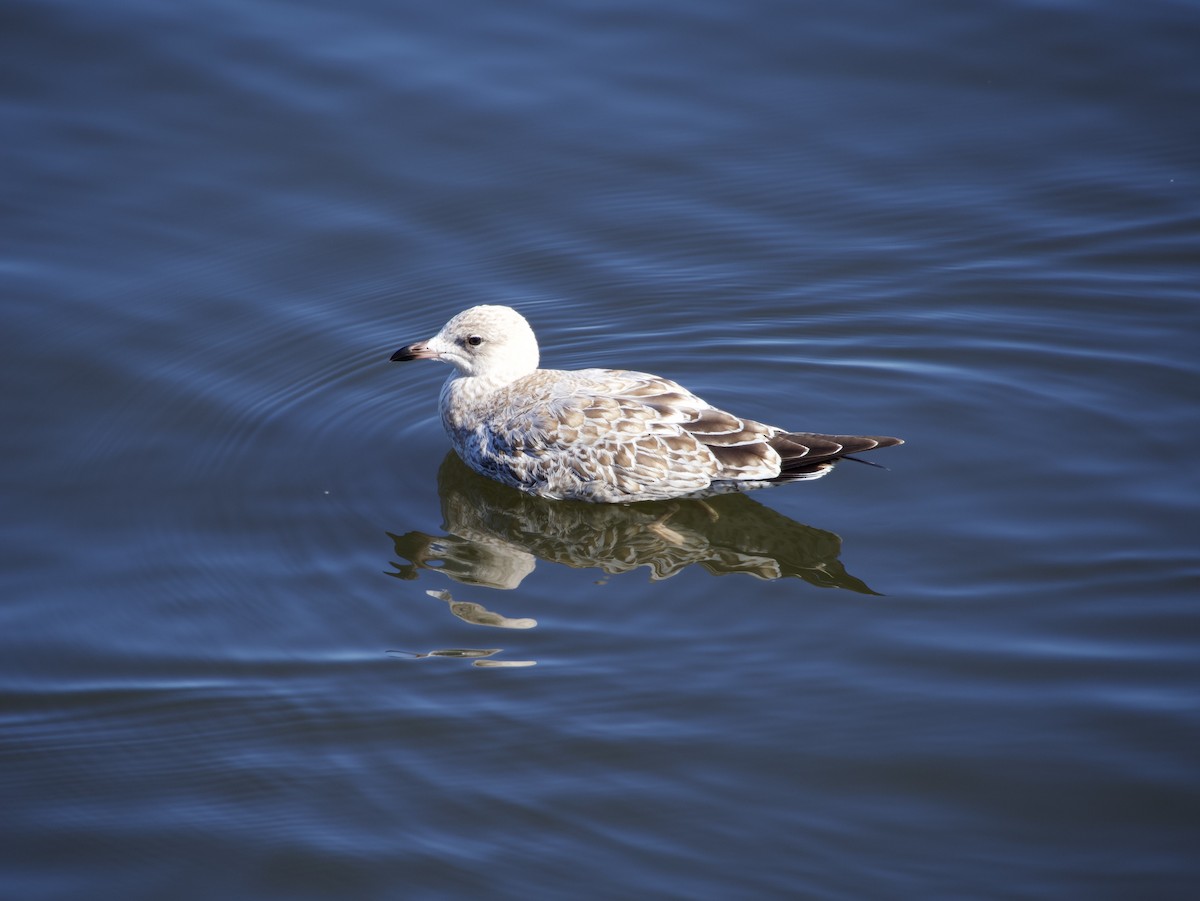 Ring-billed Gull - ML643773999