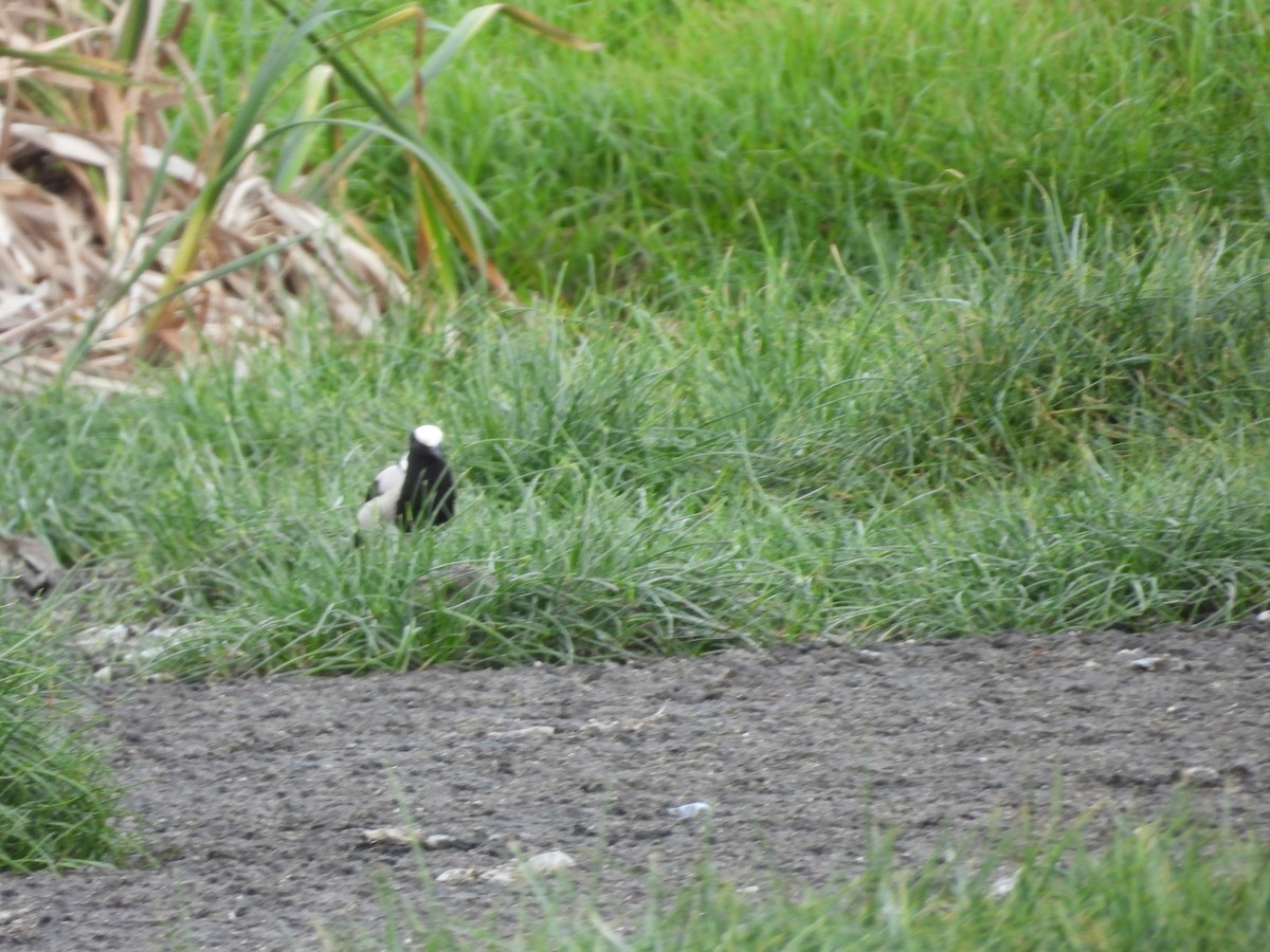 Blacksmith Lapwing - ML643774002