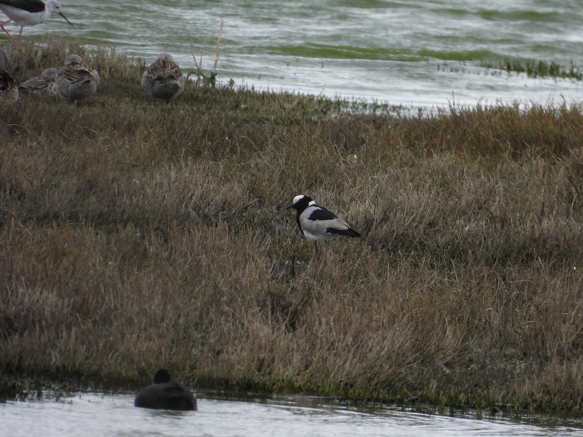 Blacksmith Lapwing - ML643774003