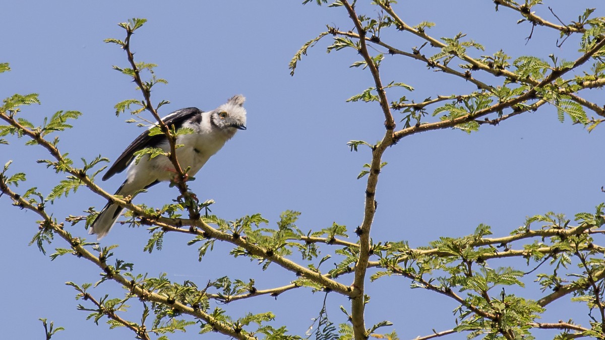 Gray-crested Helmetshrike - ML643774009