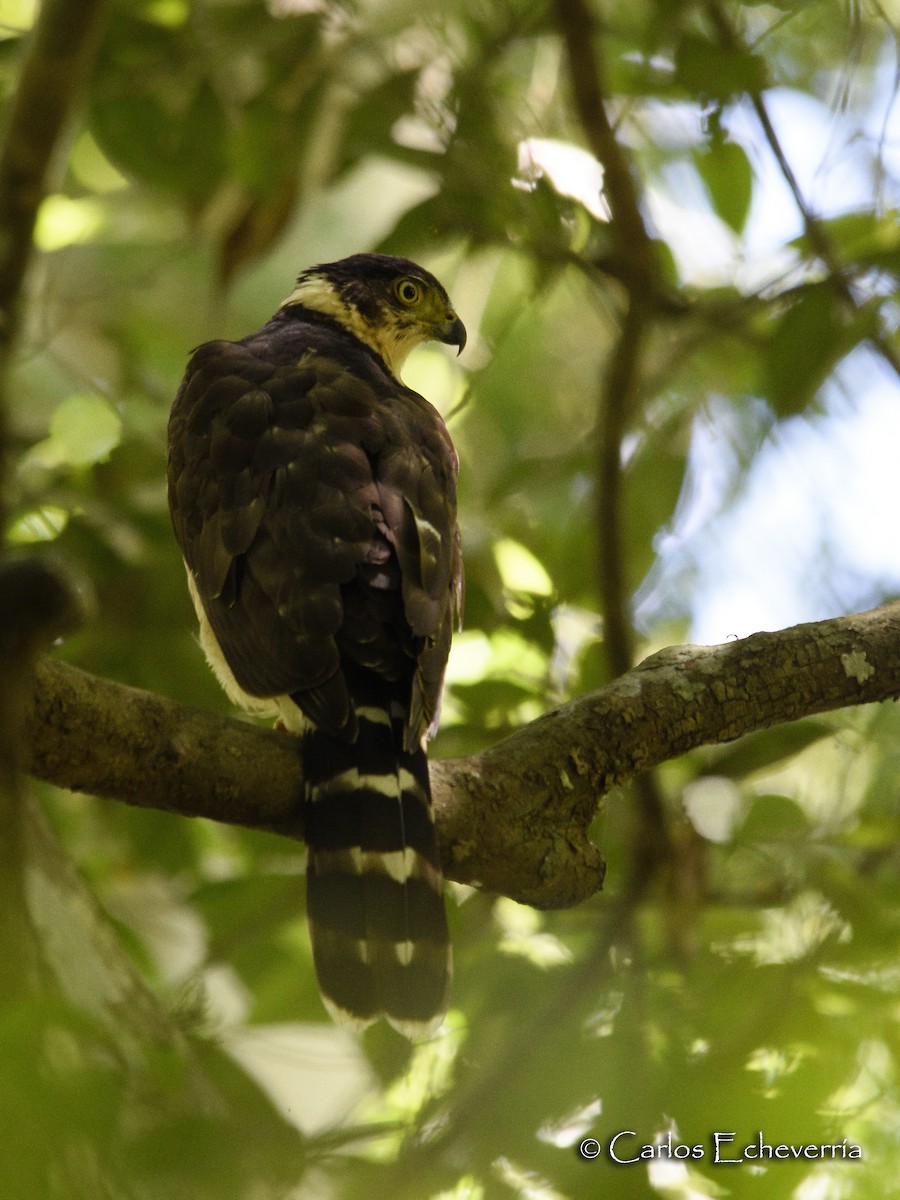 Bicolored Hawk - ML64377401