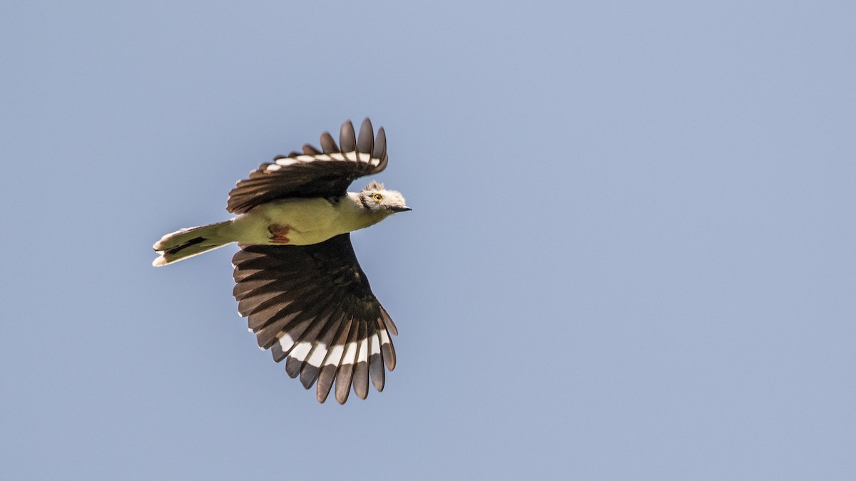 Gray-crested Helmetshrike - ML643774010