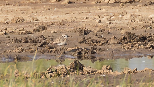 Kittlitz's Plover - ML643774014