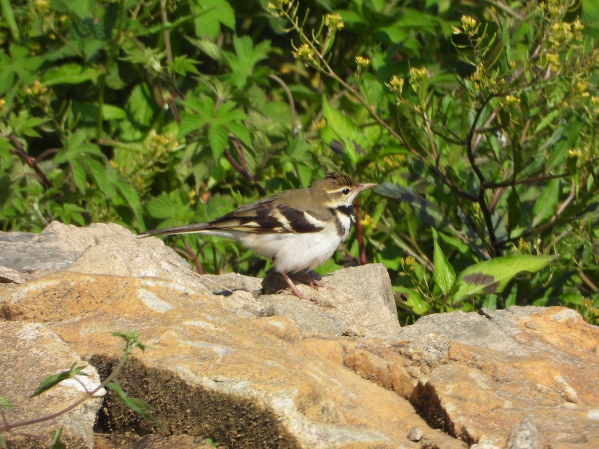 イワミセキレイ - ML643774016