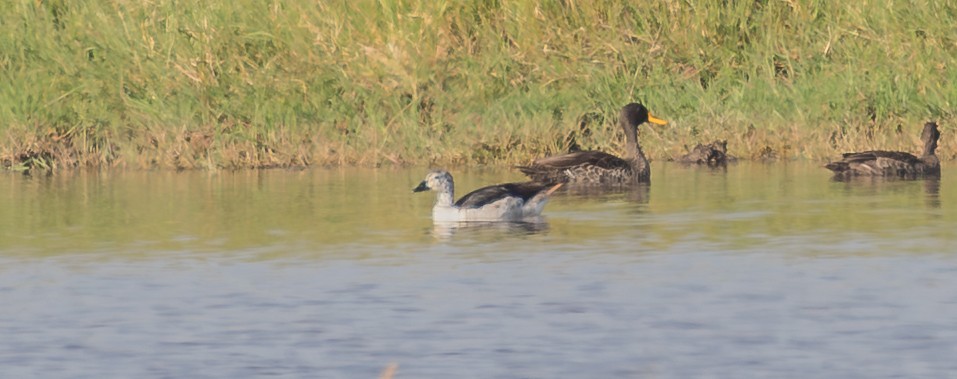 Knob-billed Duck - ML643774018