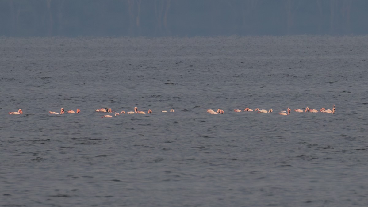 Lesser Flamingo - ML643774023
