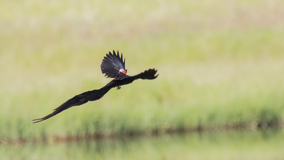 Long-tailed Widowbird - ML643774032
