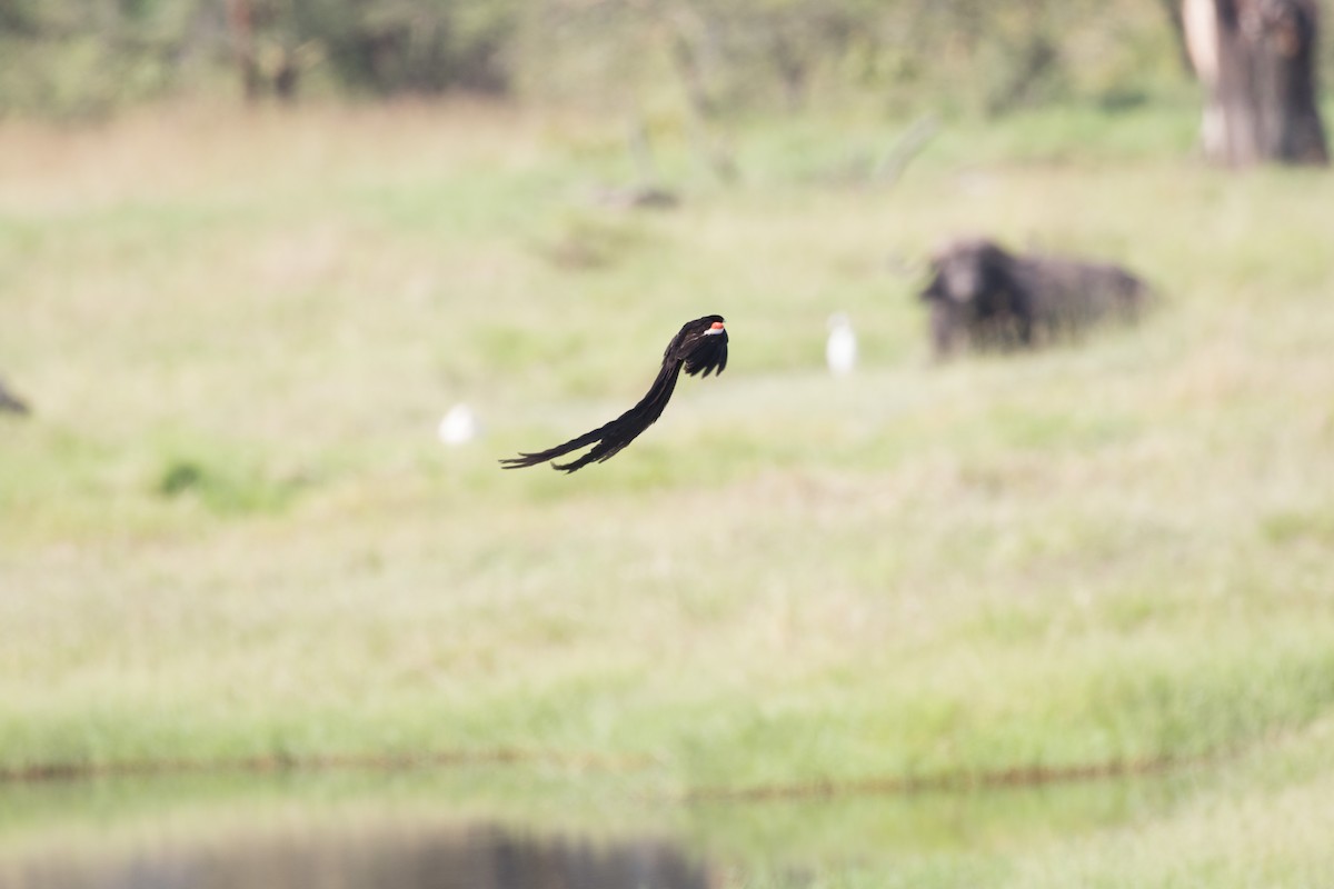 Long-tailed Widowbird - ML643774033