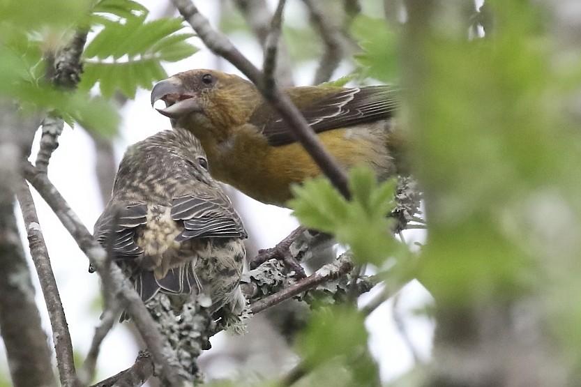 Scottish Crossbill - ML643774035