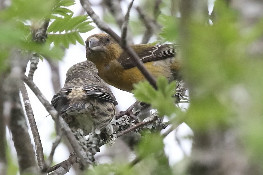 Scottish Crossbill - ML643774036