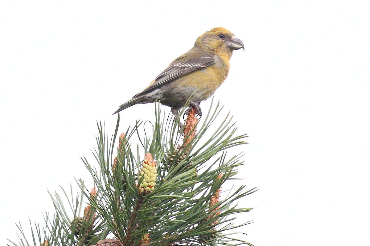 Scottish Crossbill - ML643774037
