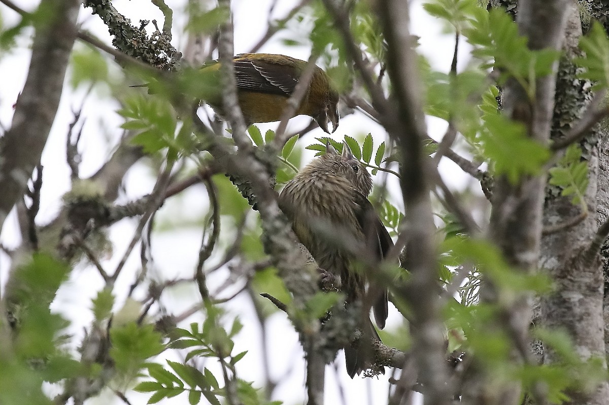 Scottish Crossbill - ML643774038