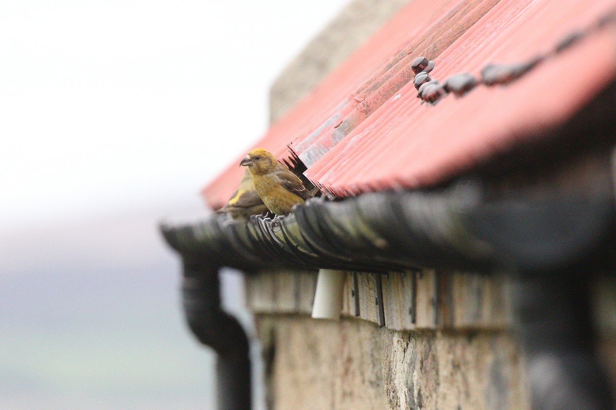 Scottish Crossbill - ML643774039
